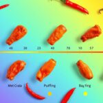 buffalo wild wings scoville scale